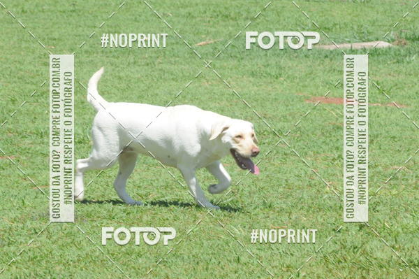 Buy your photos of the eventEnsaio Fotografico Pets - LuClickPets - Fotografia de Animais on Fotop