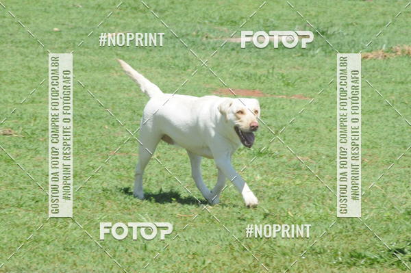 Buy your photos of the eventEnsaio Fotografico Pets - LuClickPets - Fotografia de Animais on Fotop