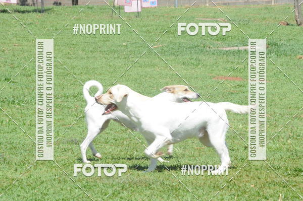 Buy your photos of the eventEnsaio Fotografico Pets - LuClickPets - Fotografia de Animais on Fotop
