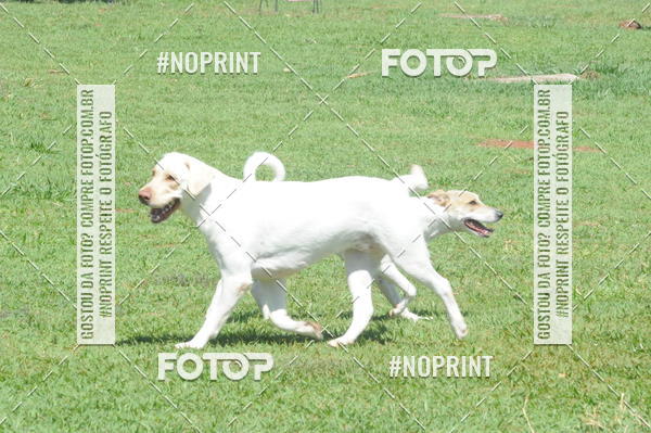 Buy your photos of the eventEnsaio Fotografico Pets - LuClickPets - Fotografia de Animais on Fotop