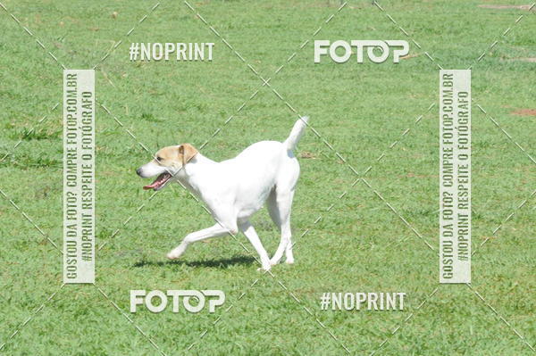 Buy your photos of the eventEnsaio Fotografico Pets - LuClickPets - Fotografia de Animais on Fotop