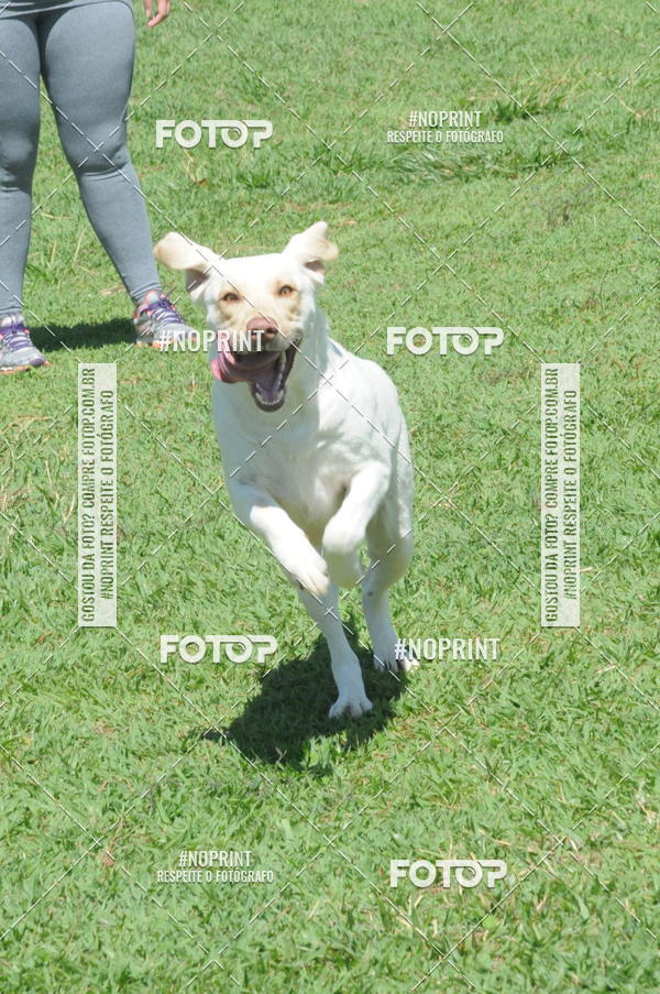 Buy your photos of the eventEnsaio Fotografico Pets - LuClickPets - Fotografia de Animais on Fotop