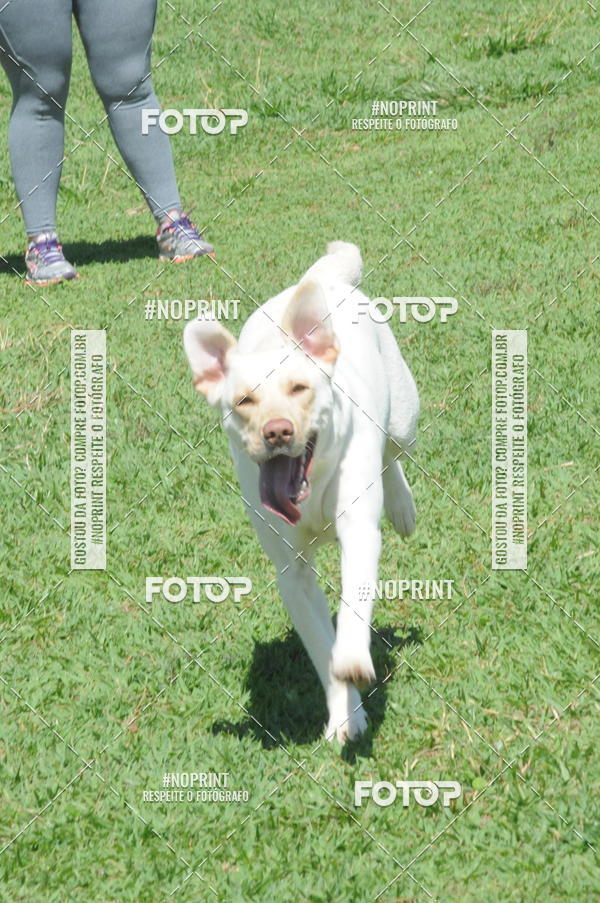 Buy your photos of the eventEnsaio Fotografico Pets - LuClickPets - Fotografia de Animais on Fotop