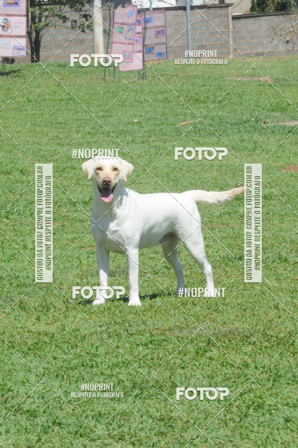 Buy your photos of the eventEnsaio Fotografico Pets - LuClickPets - Fotografia de Animais on Fotop