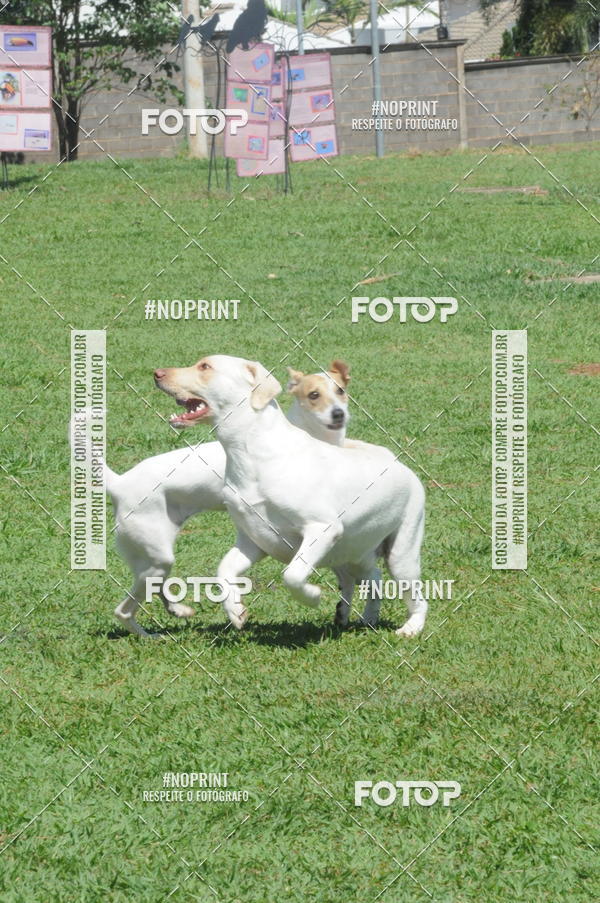 Buy your photos of the eventEnsaio Fotografico Pets - LuClickPets - Fotografia de Animais on Fotop