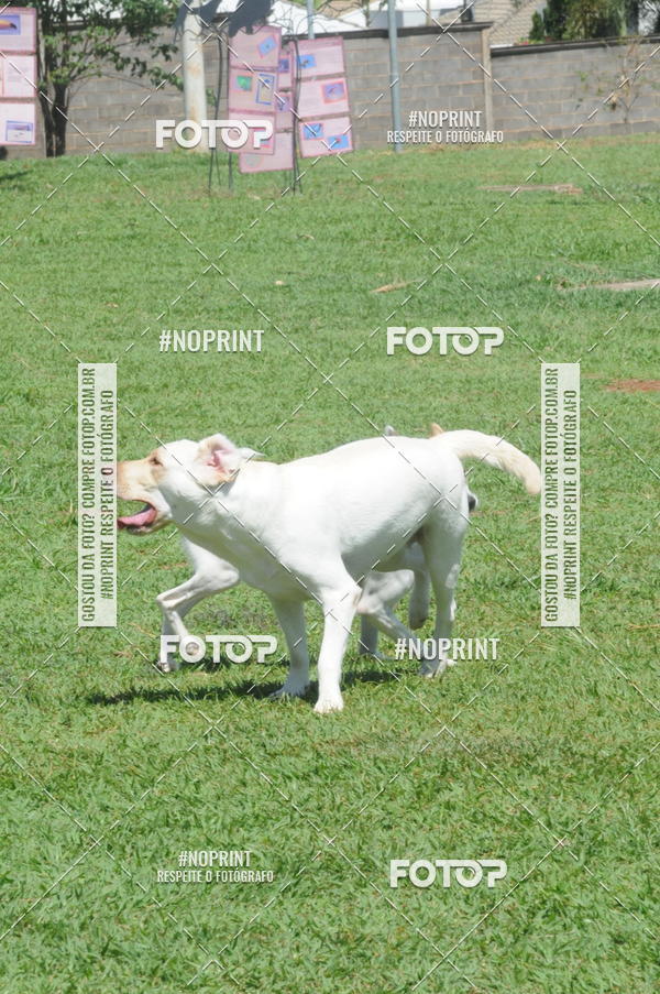 Buy your photos of the eventEnsaio Fotografico Pets - LuClickPets - Fotografia de Animais on Fotop