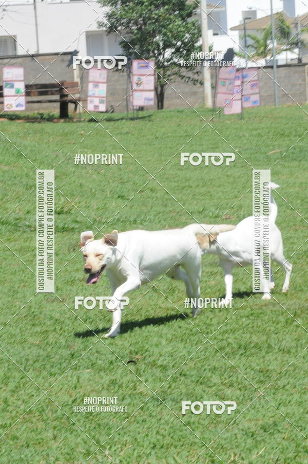 Buy your photos of the eventEnsaio Fotografico Pets - LuClickPets - Fotografia de Animais on Fotop