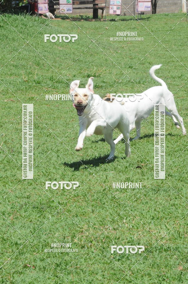 Buy your photos of the eventEnsaio Fotografico Pets - LuClickPets - Fotografia de Animais on Fotop