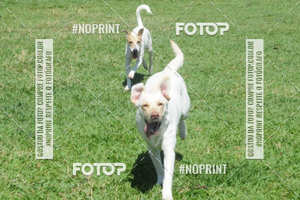 Buy your photos of the eventEnsaio Fotografico Pets - LuClickPets - Fotografia de Animais on Fotop