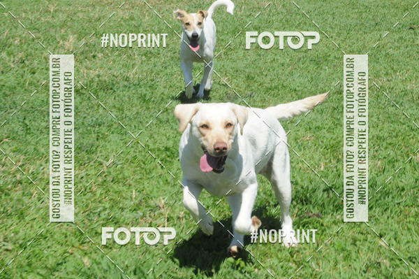 Buy your photos of the eventEnsaio Fotografico Pets - LuClickPets - Fotografia de Animais on Fotop