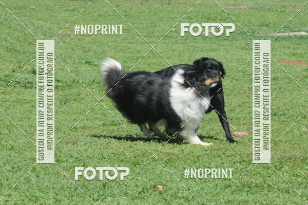 Buy your photos of the eventEnsaio Fotografico Pets - LuClickPets - Fotografia de Animais on Fotop