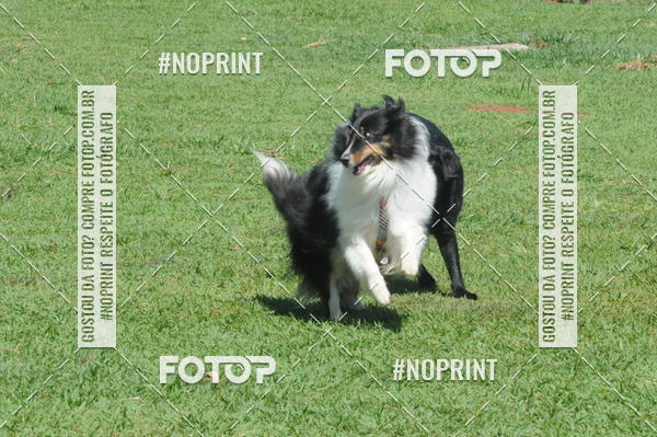 Buy your photos of the eventEnsaio Fotografico Pets - LuClickPets - Fotografia de Animais on Fotop