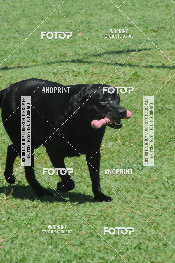 Buy your photos of the eventEnsaio Fotografico Pets - LuClickPets - Fotografia de Animais on Fotop