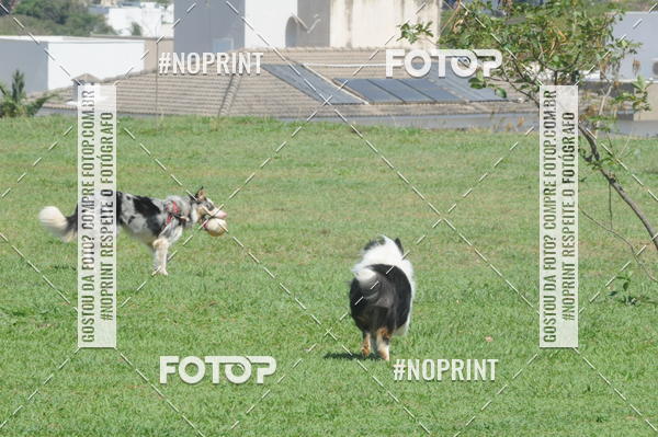 Buy your photos of the eventEnsaio Fotografico Pets - LuClickPets - Fotografia de Animais on Fotop