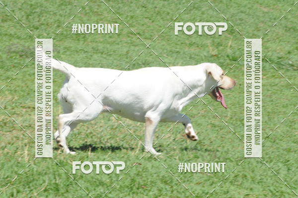 Buy your photos of the eventEnsaio Fotografico Pets - LuClickPets - Fotografia de Animais on Fotop