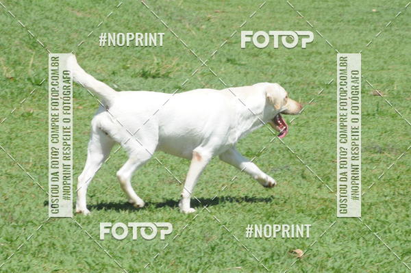 Buy your photos of the eventEnsaio Fotografico Pets - LuClickPets - Fotografia de Animais on Fotop