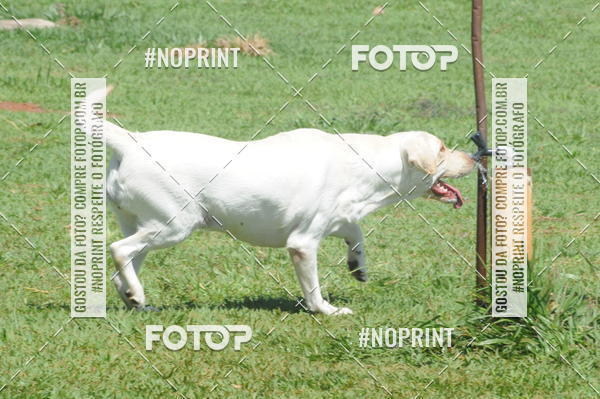 Buy your photos of the eventEnsaio Fotografico Pets - LuClickPets - Fotografia de Animais on Fotop