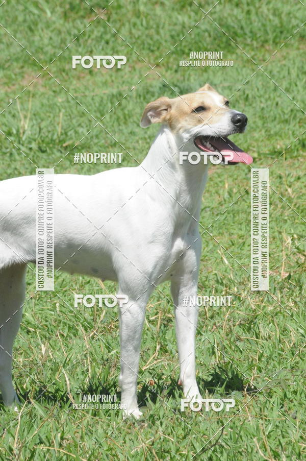 Buy your photos of the eventEnsaio Fotografico Pets - LuClickPets - Fotografia de Animais on Fotop