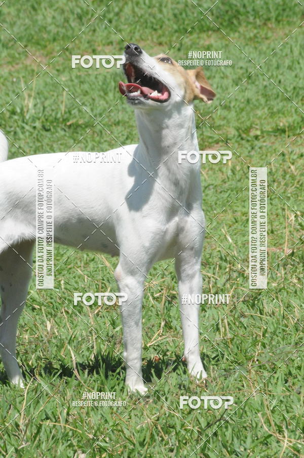 Buy your photos of the eventEnsaio Fotografico Pets - LuClickPets - Fotografia de Animais on Fotop