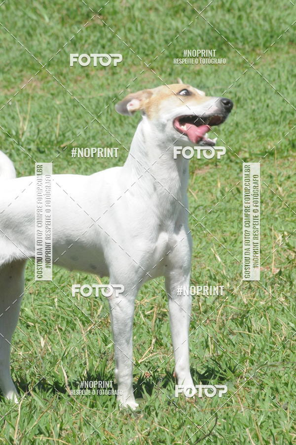 Buy your photos of the eventEnsaio Fotografico Pets - LuClickPets - Fotografia de Animais on Fotop