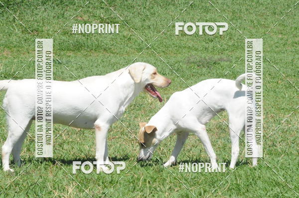 Buy your photos of the eventEnsaio Fotografico Pets - LuClickPets - Fotografia de Animais on Fotop