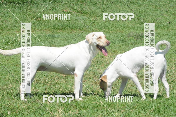Buy your photos of the eventEnsaio Fotografico Pets - LuClickPets - Fotografia de Animais on Fotop