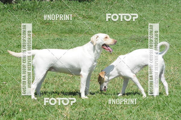 Buy your photos of the eventEnsaio Fotografico Pets - LuClickPets - Fotografia de Animais on Fotop