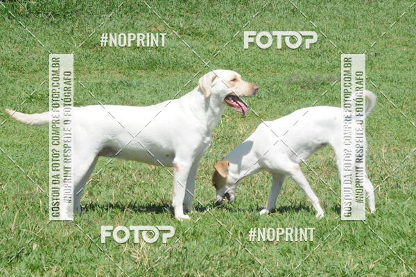 Buy your photos of the eventEnsaio Fotografico Pets - LuClickPets - Fotografia de Animais on Fotop