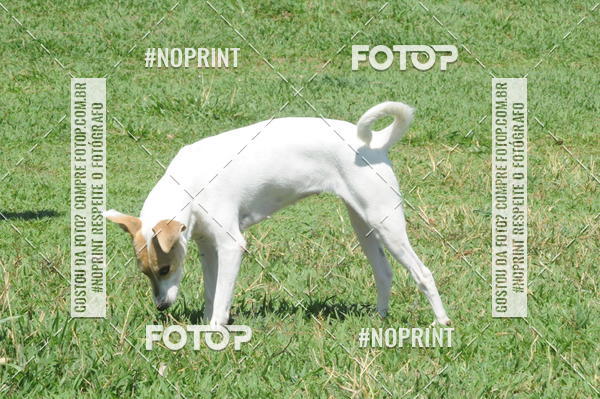 Buy your photos of the eventEnsaio Fotografico Pets - LuClickPets - Fotografia de Animais on Fotop