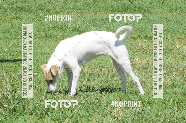 Buy your photos of the eventEnsaio Fotografico Pets - LuClickPets - Fotografia de Animais on Fotop