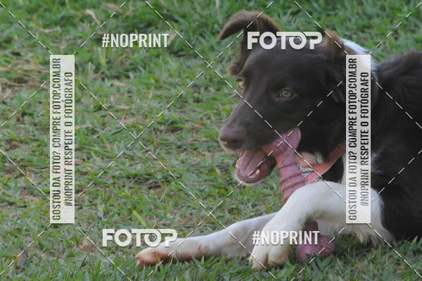 Buy your photos of the eventEnsaio Fotografico Pets - LuClickPets - Fotografia de Animais on Fotop