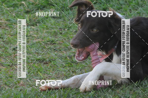 Buy your photos of the eventEnsaio Fotografico Pets - LuClickPets - Fotografia de Animais on Fotop