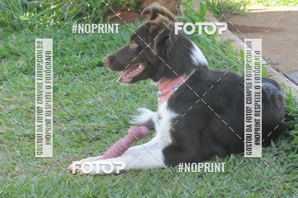 Buy your photos of the eventEnsaio Fotografico Pets - LuClickPets - Fotografia de Animais on Fotop