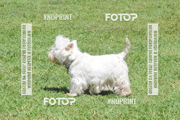 Buy your photos of the eventEnsaio Fotografico Pets - LuClickPets - Fotografia de Animais on Fotop