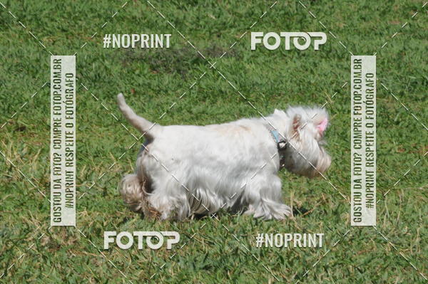 Buy your photos of the eventEnsaio Fotografico Pets - LuClickPets - Fotografia de Animais on Fotop