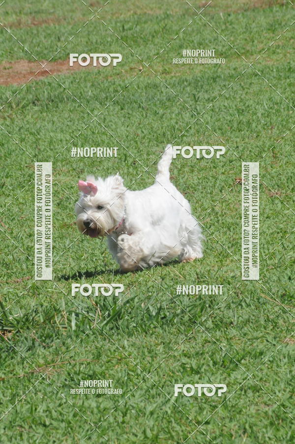 Buy your photos of the eventEnsaio Fotografico Pets - LuClickPets - Fotografia de Animais on Fotop