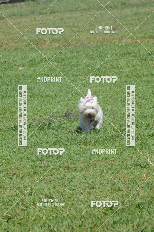 Buy your photos of the eventEnsaio Fotografico Pets - LuClickPets - Fotografia de Animais on Fotop