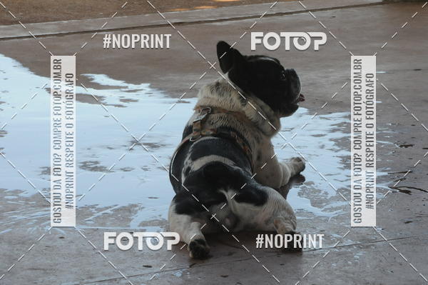 Buy your photos of the eventEnsaio Fotografico Pets - LuClickPets - Fotografia de Animais on Fotop