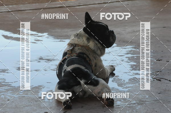 Buy your photos of the eventEnsaio Fotografico Pets - LuClickPets - Fotografia de Animais on Fotop