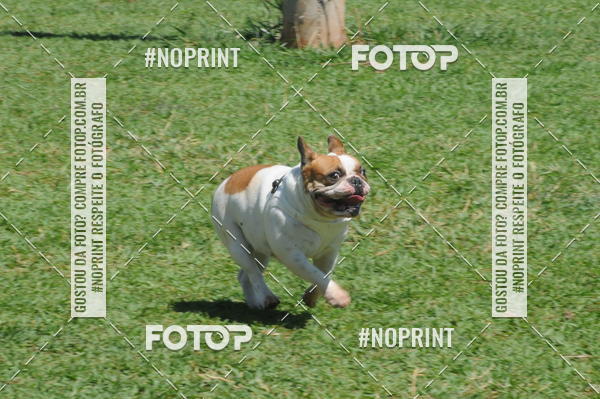 Buy your photos of the eventEnsaio Fotografico Pets - LuClickPets - Fotografia de Animais on Fotop