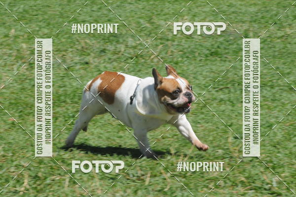 Buy your photos of the eventEnsaio Fotografico Pets - LuClickPets - Fotografia de Animais on Fotop