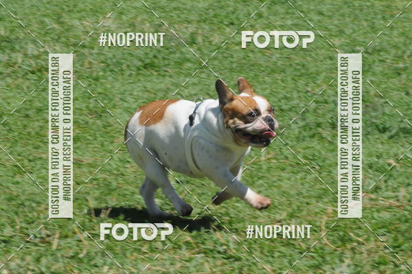 Buy your photos of the eventEnsaio Fotografico Pets - LuClickPets - Fotografia de Animais on Fotop