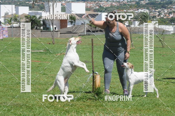 Buy your photos of the eventEnsaio Fotografico Pets - LuClickPets - Fotografia de Animais on Fotop