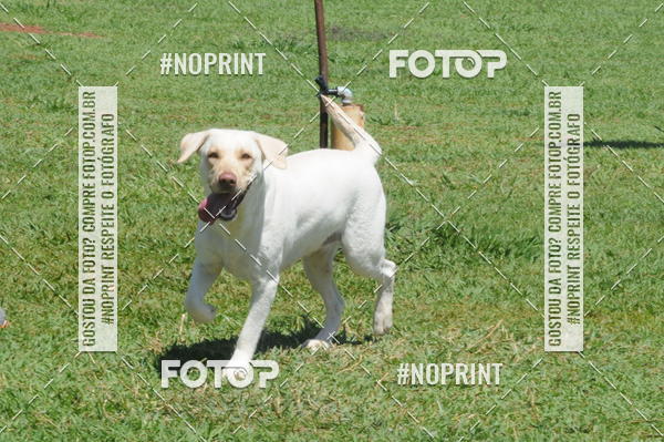 Buy your photos of the eventEnsaio Fotografico Pets - LuClickPets - Fotografia de Animais on Fotop