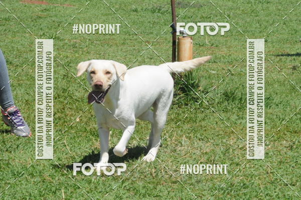 Buy your photos of the eventEnsaio Fotografico Pets - LuClickPets - Fotografia de Animais on Fotop