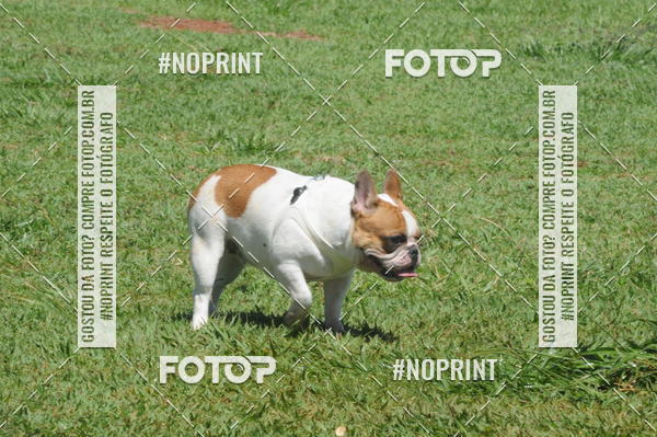 Buy your photos of the eventEnsaio Fotografico Pets - LuClickPets - Fotografia de Animais on Fotop