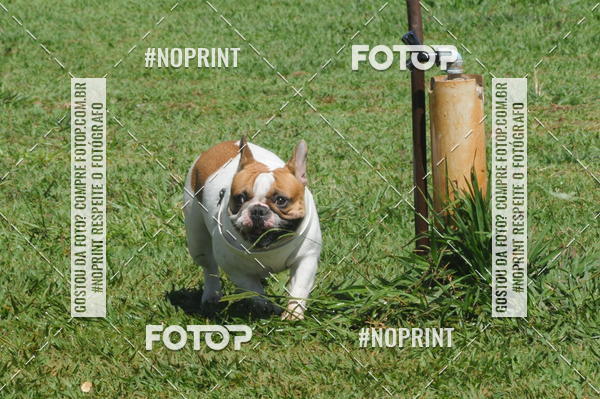 Buy your photos of the eventEnsaio Fotografico Pets - LuClickPets - Fotografia de Animais on Fotop