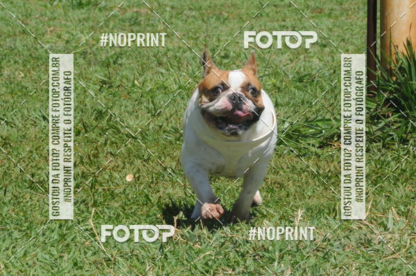 Buy your photos of the eventEnsaio Fotografico Pets - LuClickPets - Fotografia de Animais on Fotop