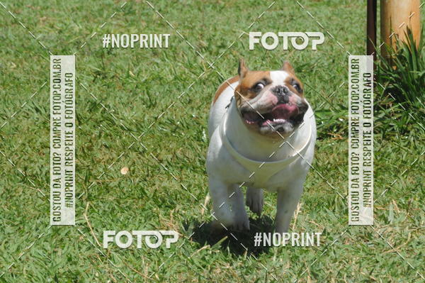 Buy your photos of the eventEnsaio Fotografico Pets - LuClickPets - Fotografia de Animais on Fotop