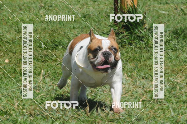 Buy your photos of the eventEnsaio Fotografico Pets - LuClickPets - Fotografia de Animais on Fotop